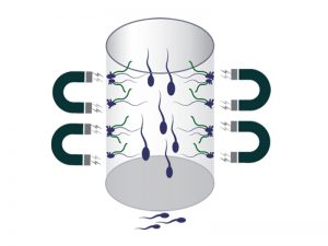 MACS sperm selection for IVF