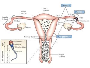 อสุจิ sperm 